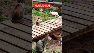 MARAHAN #shorts #kucing #kucingimut #kucinglucu #kucingkampung #kucingcomel #cats #istanalokajaya