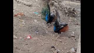 Peacock spreading his beautiful wings😘👌 | Peacock dancing video