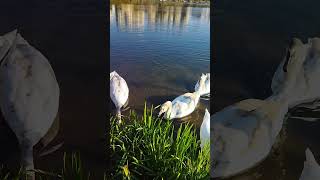 Лебеді 🦢🇺🇦 / SWANS 🦢☀️♥️