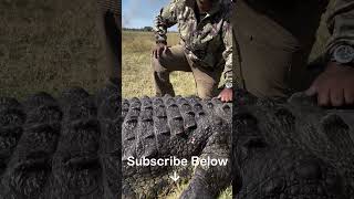 A GIANT Man Eating Crocodile from The Caprivi Strip In Namibia! #shorts