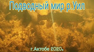 Подводный мир р Уил  Линь,щука,язь, плотва и многое другое  Актобе 2020г