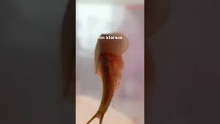 so schlüpfen deine #triops schneller