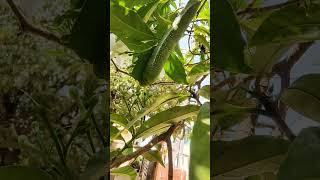 hungry caterpillar eating leaves in my garden #shorts