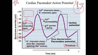 Cardiovascular A&P