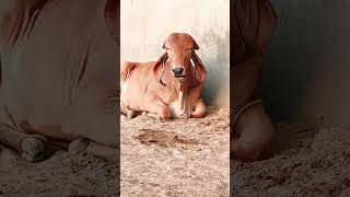 top gir breeding farm in haryana Naloi || results of Kanhaiya gir Bull