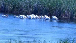 Pelicans Herding Fish