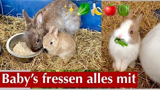 Neues Futter für meine Kaninchen ❤️ Babys ￼wachsen & gedeihen 💐/Kaninchenbande