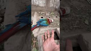 Lizard ne macaw pe attack kr dia #minizoo #pets #minizoo #parrot #macaw