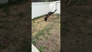 Charlie plays fetch #shorts #germanshepherdpuppy #viraldogsvideos #cutedogs #1kviews #subscribe