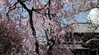 VStube 037 - NARA. Tōdai-ji temple and weeping cherry blossom (Apr 03, 2018)