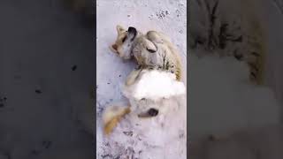 Pet funny #wtf #foryou #funny #petsoftiktok #pet #petlover #shorts