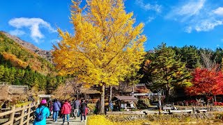 2018-11-12~13 富士河口湖町西湖いやしの里根場 /本栖湖/鶴岡八幡宮等