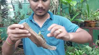 How to mount bulbophyllum orchid ?? how to care bulbophyllum!!