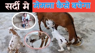 सर्दी मे बकरी मे बकरी का बच्चा कैसे पलेगा |Sardiyo Me Memno Ka Palan|Vimalumrao