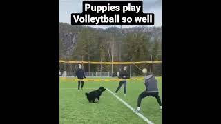 Puppies play Volleytball so well