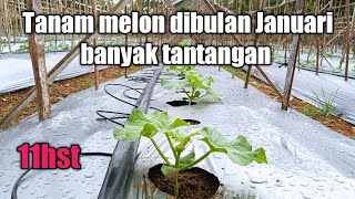 Tanam rock melon di bulan Januari perawatan lebih extra #melon #merlin