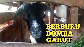 Berburu domba garut dantenan