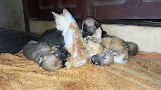 Poor abandoned kittens are sleeping with newborn puppies