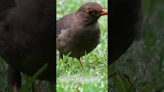 Indian black Bird Hunting Insects| #indianwildlife #canon #shorts #birds #hunting #feeding