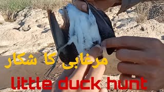 Hunting birds! hunting in Pakistan with Gamo air gun! amazing hunting