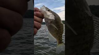 This is a White Crappie! #fishing #fish #shorts