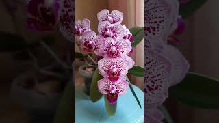 Орхидея "Клюква" (Phal.Formosa Cranberry)