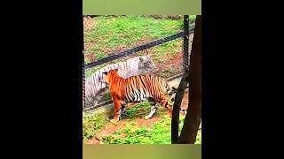 White Tiger 🐯 #royalbengaltiger #shorts #tiger #whitetiger