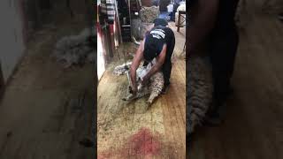 Shearing 1/2 breeds pool burn central Otago nz