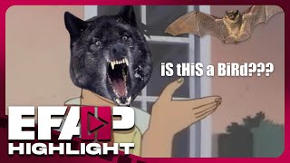 Canis Lupus Retardus | EFAP Highlight