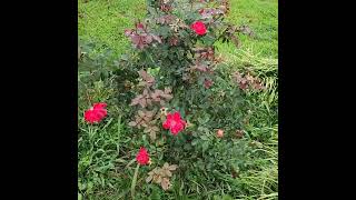 Raindrops on Roses: Beautiful Flower Plants in the Rain