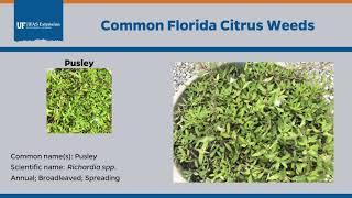 Common Florida Citrus Weeds