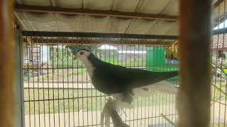 burung merpati lahore