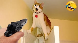 Funniest Cats and Dogs 🐶🐱 | Best Funny Animal Videos 2023 #11