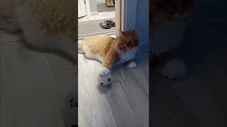 про  чемпиона Филю⚽🏆😸