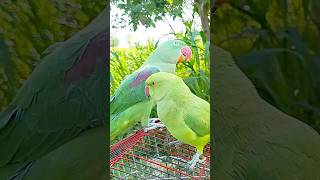 #new।#parrot ।#viral ।#trending ।#youtubeshorts ।#video ।#nature ।#parrots ।#shorts ।#subscribe ।#3m