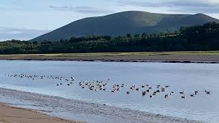 Geese and Swan River Nith Glencaple 17.07.23