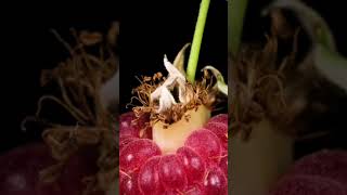 POPPING A CRANBERRY !! 🍒 SATISFYING MACRO ASMR 🔥💯