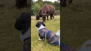 Little dog is happy to meet a big cow #shorts