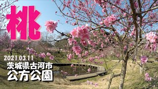 【VLOG】茨城県古河市 公方公園 桃花 2021.03.11