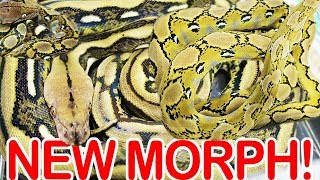 NEW ATOMIC RETICULATED PYTHON MORPH! IVORY CONNECTION RYAN SULLIVAN