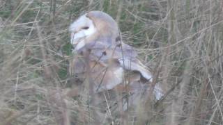 Barn Owl Chick Feeding in the long grass