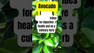 Avocado Leaves Healing Medicinal Herb Plant #herbalmedicine #medicinalplants #holistichealth