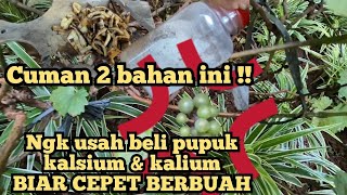 PUPUK PELEBAT BUAH GRATIS ! Cara membuat pupuk cair kulit pisang & kulit telur pupuk perangsang buah