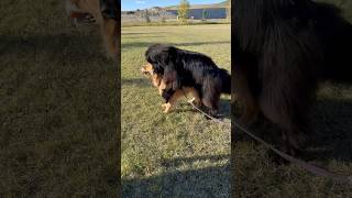 Right in front of everyone’s salads 🤦 #newfoundlanddog #goldenretriever #dogs