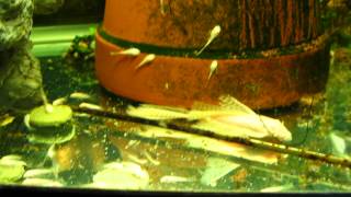 Longfinned Albino Bristlenose Pleco - FRY EXPLOSION