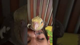 Cockatiel Wakes Me Up Early Morning😡😡#cockatiel #morningroutine #shorts