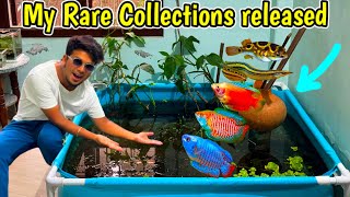 Blue Gourami💙Red Gourami❤️Dwarf Gourami💓Peacock Eel and Puffer my all rare collections | Fishing