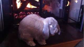 Babette Hanging Out Near the Fireplace