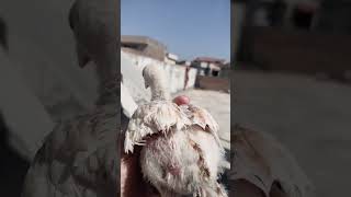 jaka name hi. tatoo #zoo #shortvideos #video #hen #aseelmurga #chick #trending #viralvideos #viral