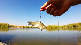 Насаживание живца на крючок для ловли щуки.Рыбалка.Fishing